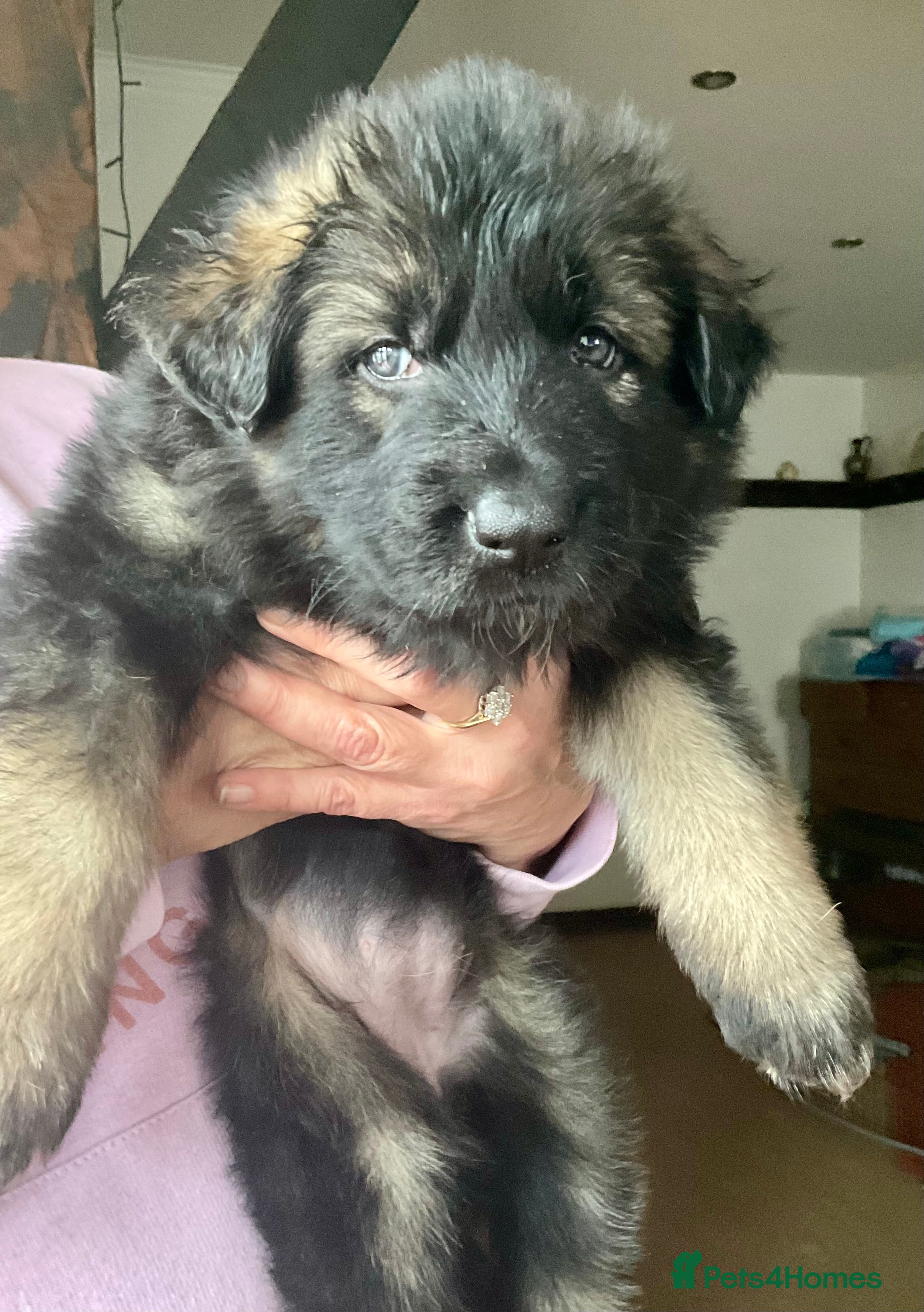 German Shepherd dogs German Shepherd pups - Advert 2