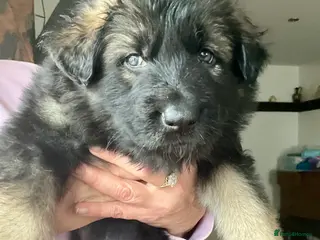 German Shepherd dogs German Shepherd pups - Advert 2