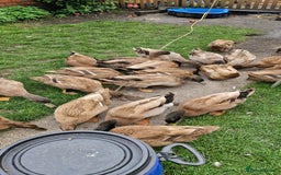 Ducks poultry for sale: Pure Khaki Campbell Drake - Image 1