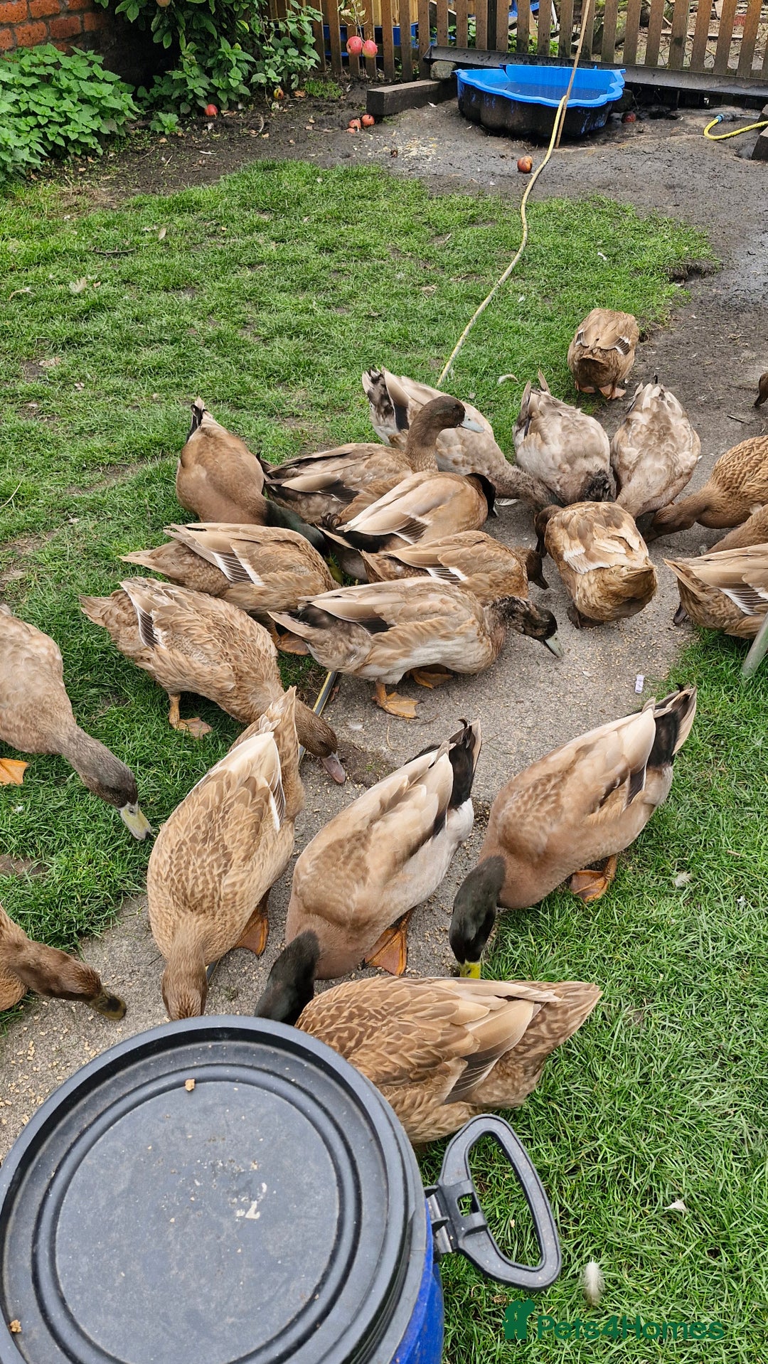 Ducks poultry for sale: Pure Khaki Campbell Drake - Image 1
