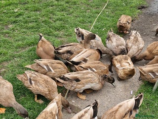 Ducks poultry - Advert 10