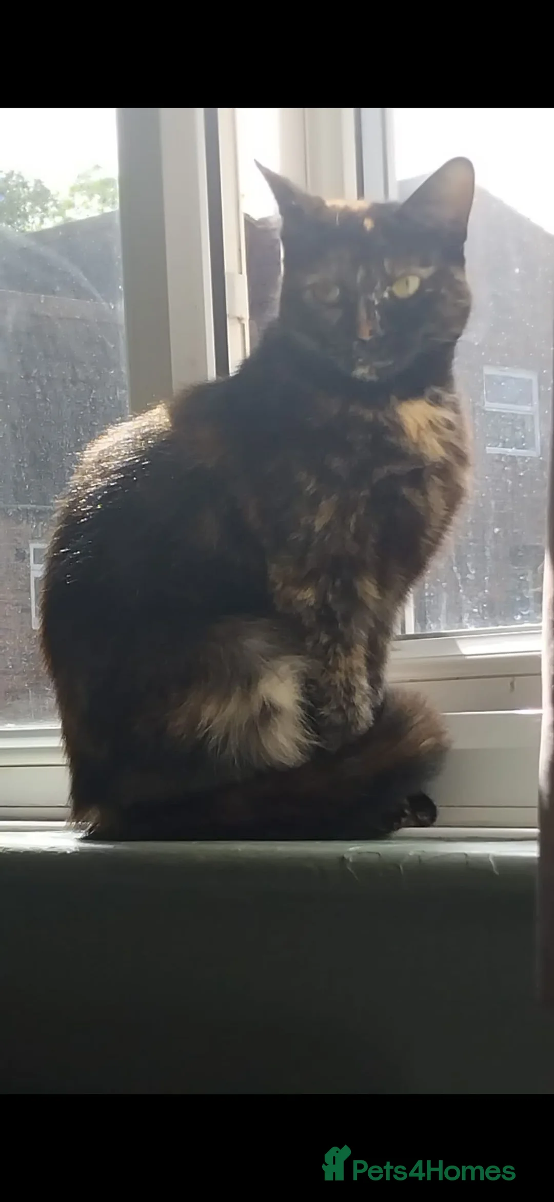 Mixed Breed cats for sale: Kittens for sale in Basildon - Advert 1