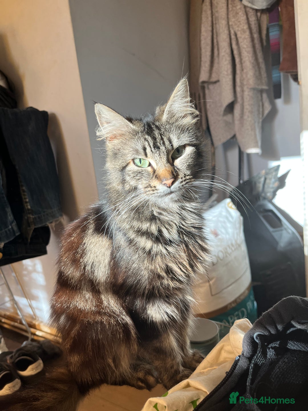 Maine Coon cats for sale: Adorable Kittens - Image 2