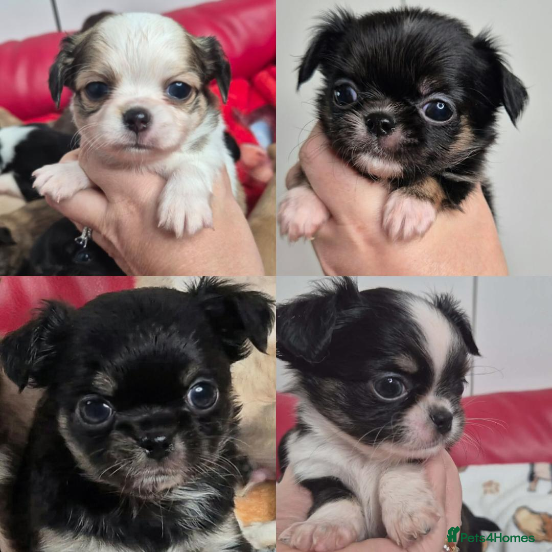 Chihuahua dogs KC registered Chihuahua puppies  - Advert 6