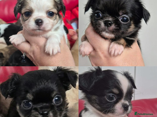 Chihuahua dogs KC registered Chihuahua puppies - Advert 6