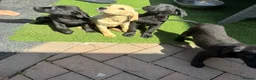 Labrador Retriever dogs for sale: 7 beautiful 5⭐️kc reg labour puppies  in Doncaster - Advert 8