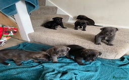 Mixed Breed dogs for sale: GREAT DANE X GERMAN SHEPHERD PUPPIES READY TO GO - Image 9