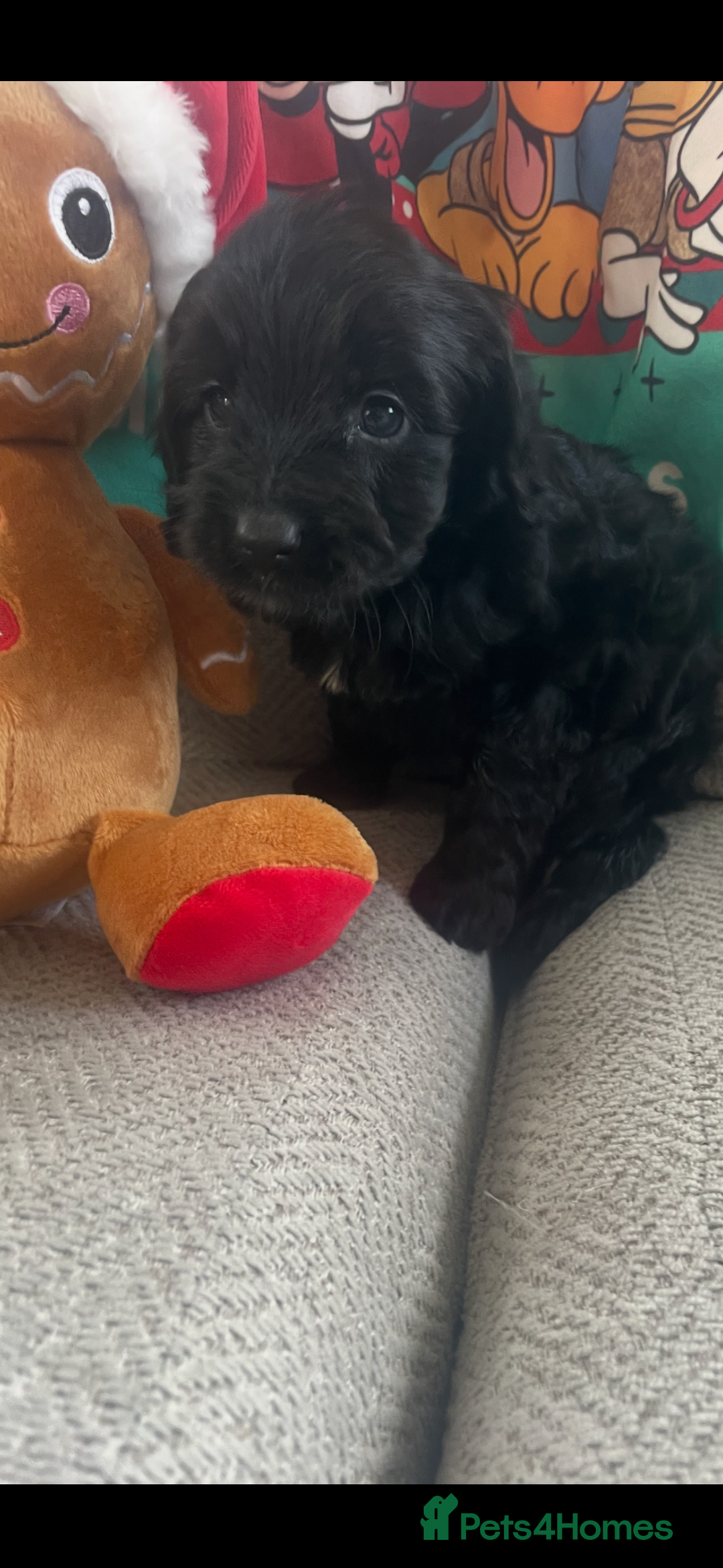 Cockapoo dogs for sale: 7 puppies for sale  - Advert 7