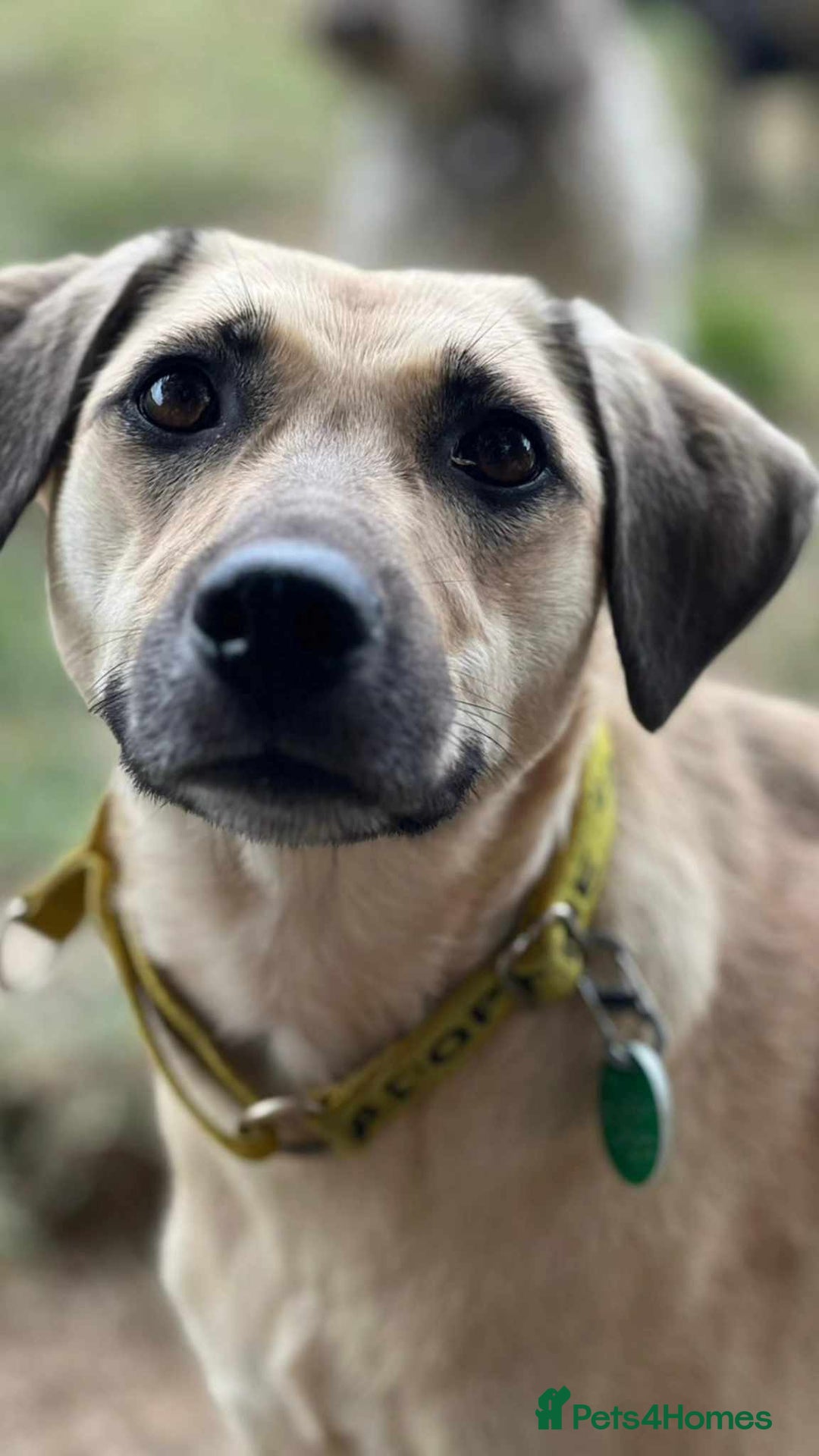 Mixed Breed dogs for adoption: Hermina looking for her home in Salisbury - Image 9