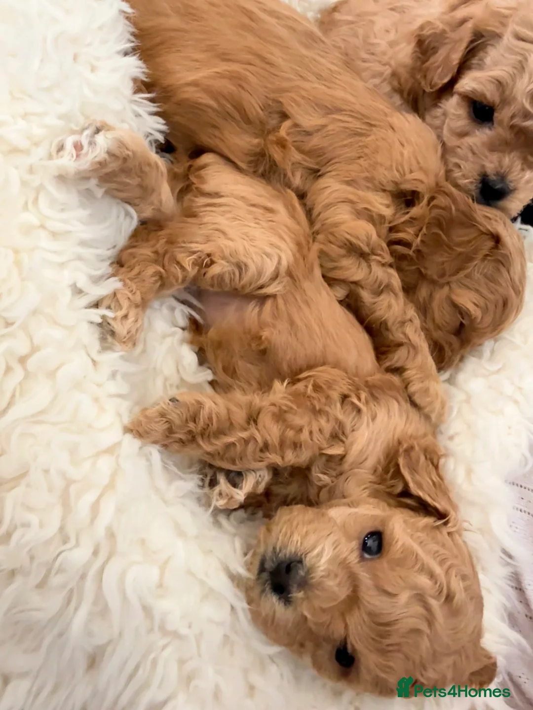 Lhasapoo dogs for sale: Lhasapoo pups (doodles) F1b  - Advert 13