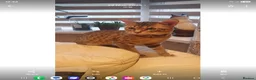Savannah cats for sale: Beautiful Active male Savannah - Advert 6