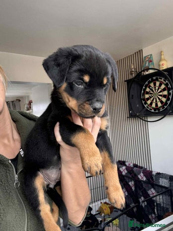 Rottweiler dogs * 2 Left* German Lines - Chunky Rottweiler Puppies - Advert 12