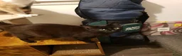 Mixed Breed cats for sale: Bengal Cross last Kitten remaining  - Advert 13
