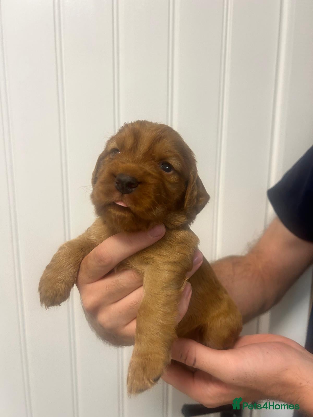 Cocker Spaniel dogs Red Working Cocker Spaniels - Advert 2