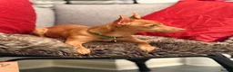 Jack Russell dogs for stud: 🐾 Miniature Jack Russell Male – Stud Available 🐾 - Advert 15