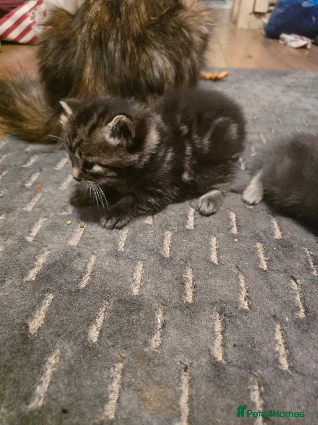 British Longhair cats for sale: Meike - Advert 2