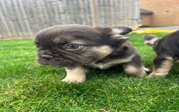 French Bulldog dogs for sale: 4 French bulldog puppies  - Image 10