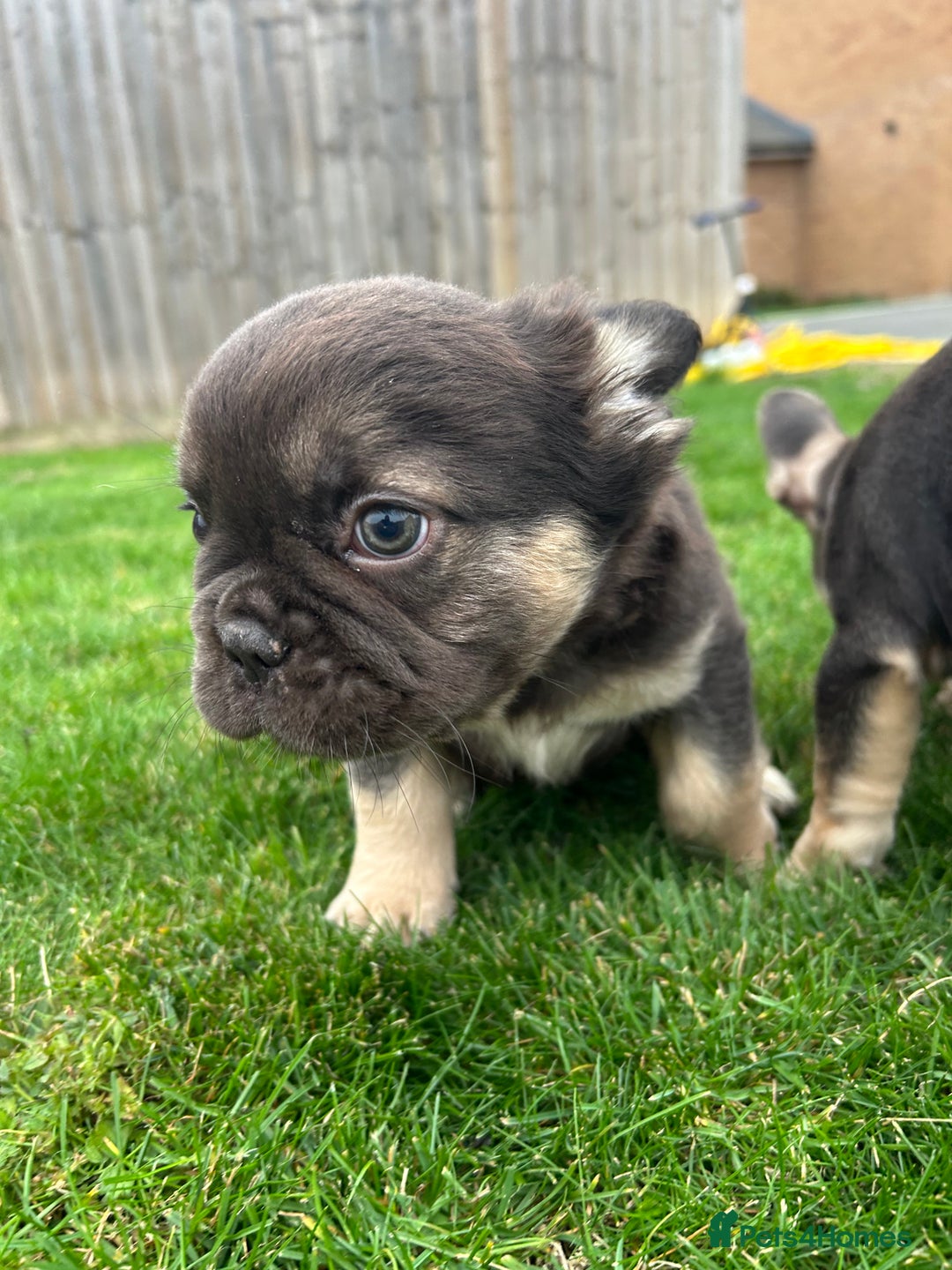 French Bulldog dogs for sale: 4 French bulldog puppies  - Image 10