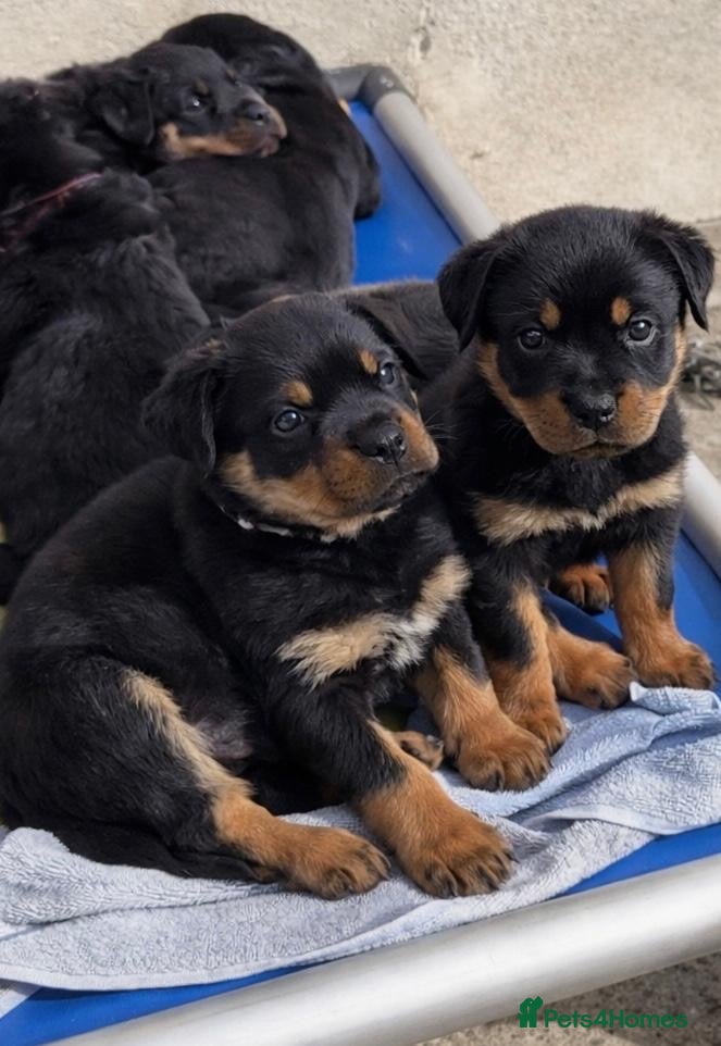 Rottweiler dogs Rottweiler pups KC Registered + Champ Bloodlines - Advert 1