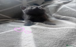 British Shorthair cats for sale: British shorthair kitten,  boy still available  - Image 5