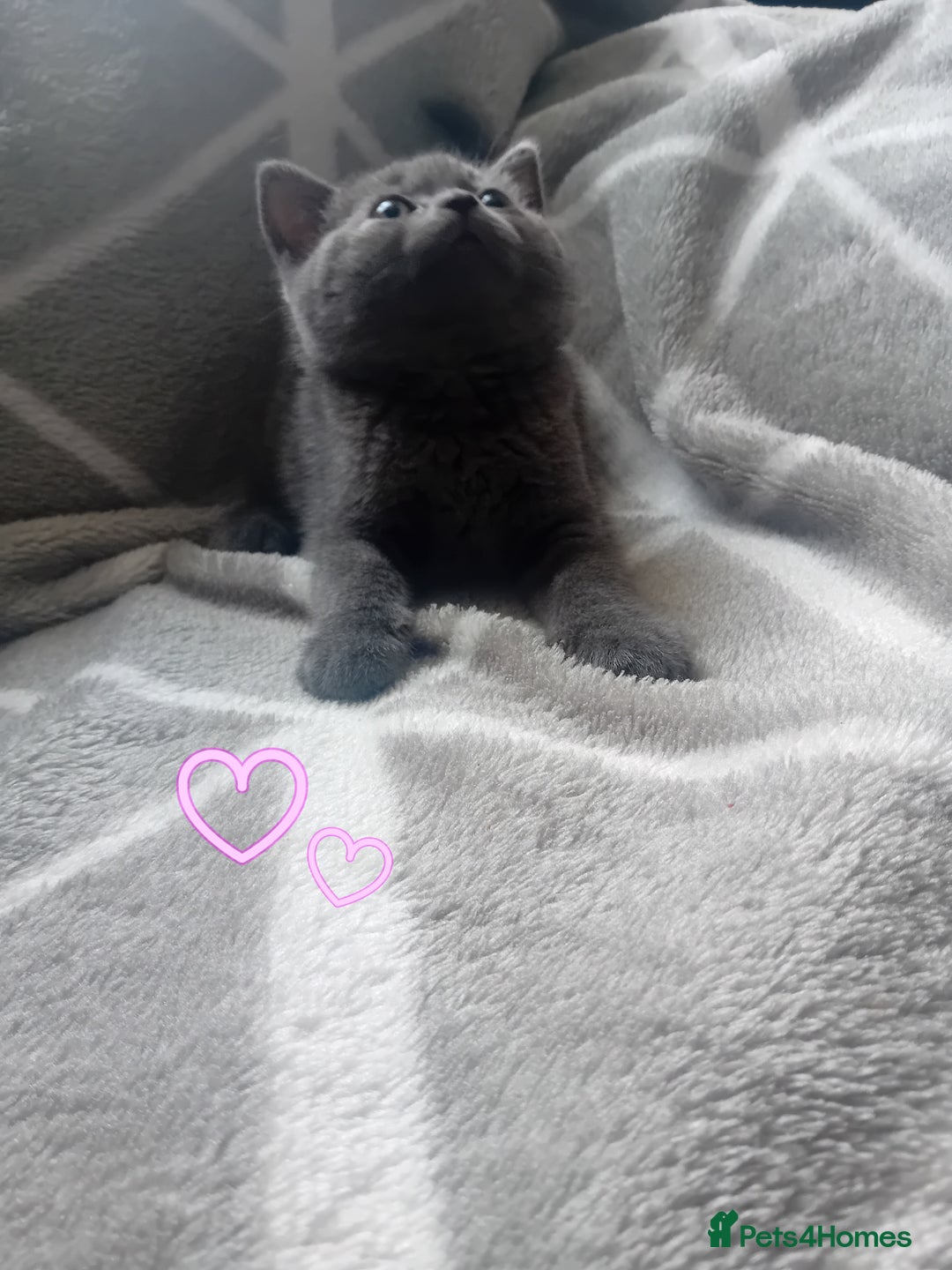 British Shorthair cats for sale: British shorthair kitten,  boy still available  - Image 5