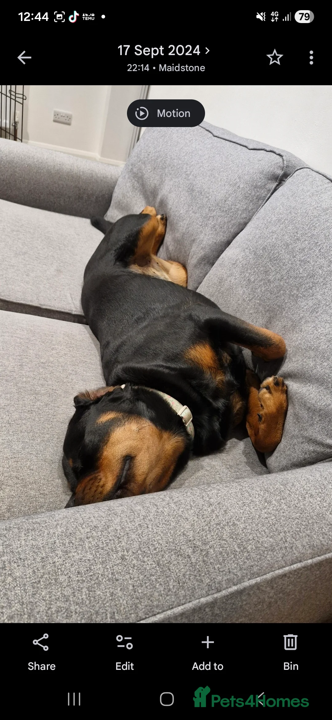 Rottweiler dogs for adoption: Roxy the loveable Rottie - Advert 11