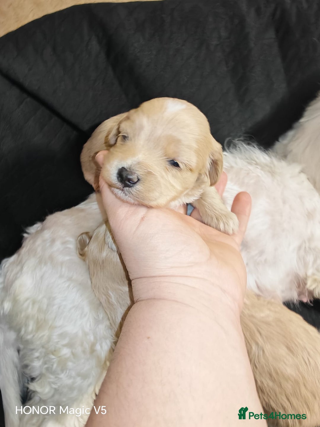 Maltipoo dogs for sale: Miniature Maltipoo Ready to leave soon - Advert 12