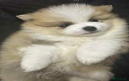 Pomeranian dogs for sale: Rare Pomeranian blue eyed puppys - rare colours - Image 7