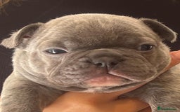 French Bulldog dogs for sale: Ready to leave on the 12th of September - Image 28