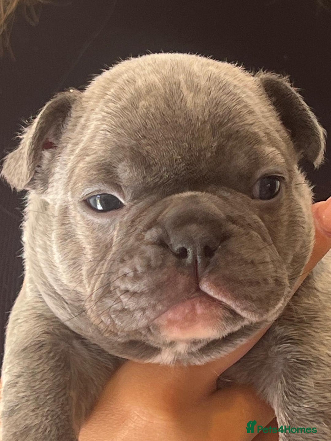 French Bulldog dogs for sale: Ready to leave on the 12th of September - Image 28