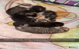 Mixed Breed cats for sale: Kittens for sale  - Image 7