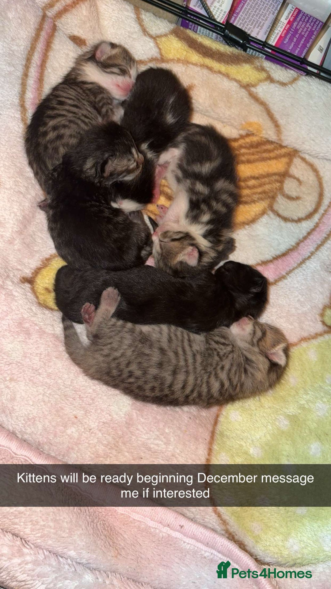 Mixed Breed cats for sale: Kittens for sale  - Image 7