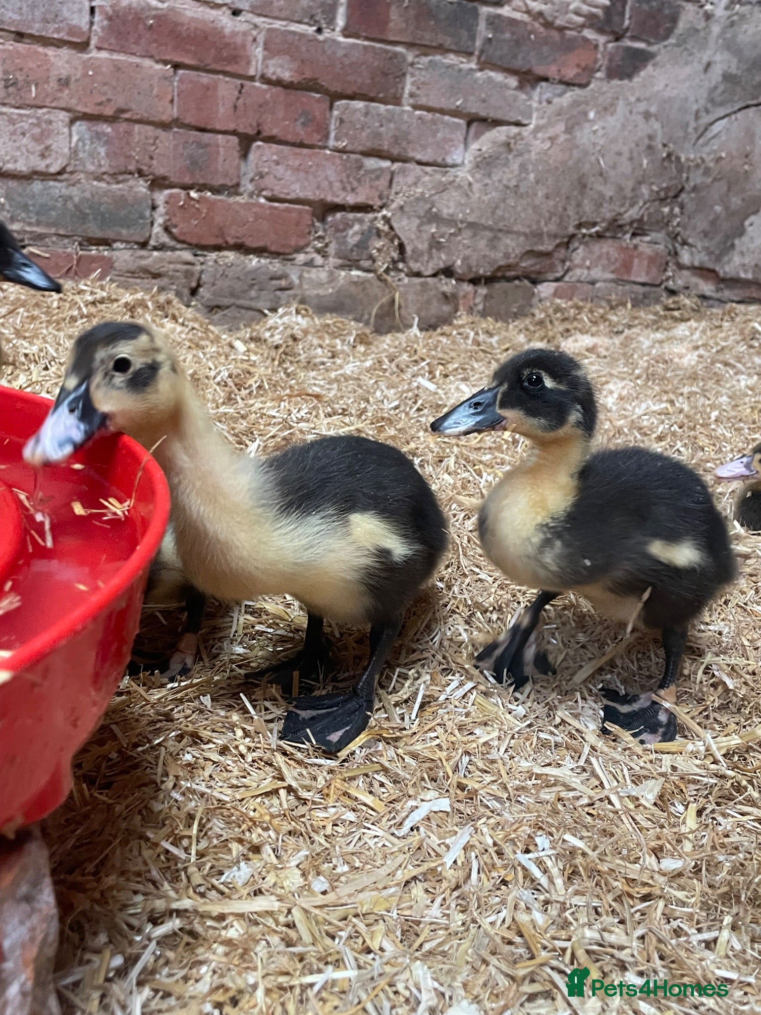 Ducks poultry Ducklings  - Advert 2