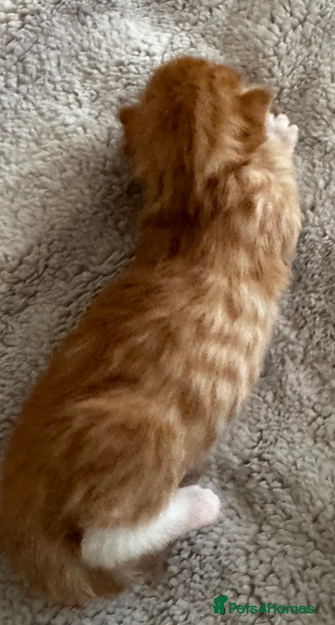 Maine Coon cats for sale: A stunning litter of Maine coon kittens  - Advert 2