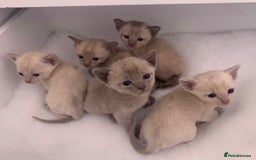 Burmese cats for sale: Exceptional Burmese Kittens  - Image 2