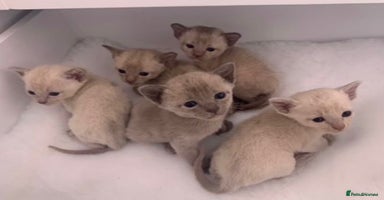 Burmese cats - Advert 14