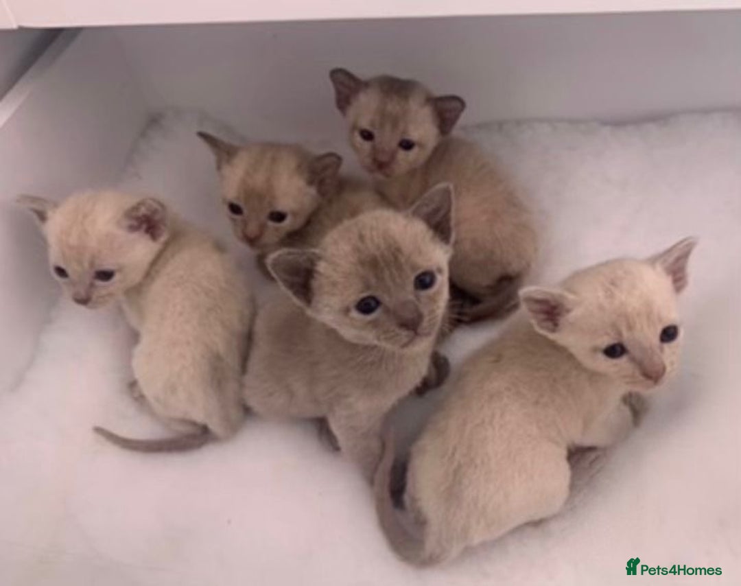 Burmese cats for sale: Exceptional Burmese Kittens  - Image 2