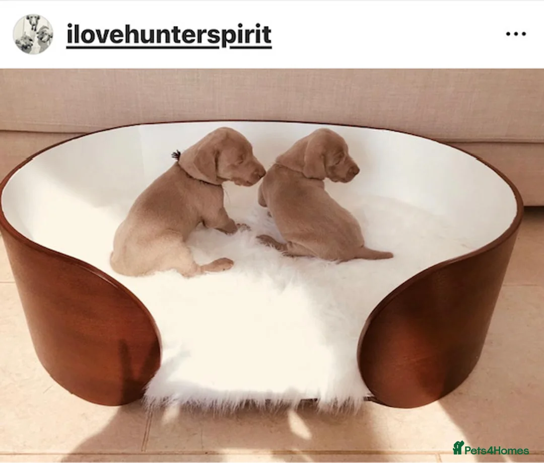 Weimaraner dogs for sale: HUNTER SPIRIT-DUAL PURPOSE FOR WORKING & SHOW - Advert 1