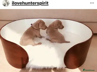 Weimaraner dogs HUNTER SPIRIT-DUAL PURPOSE FOR WORKING & SHOW - Advert 5