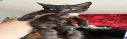 Mixed Breed cats for sale: Three beautiful little girls  - Advert 7