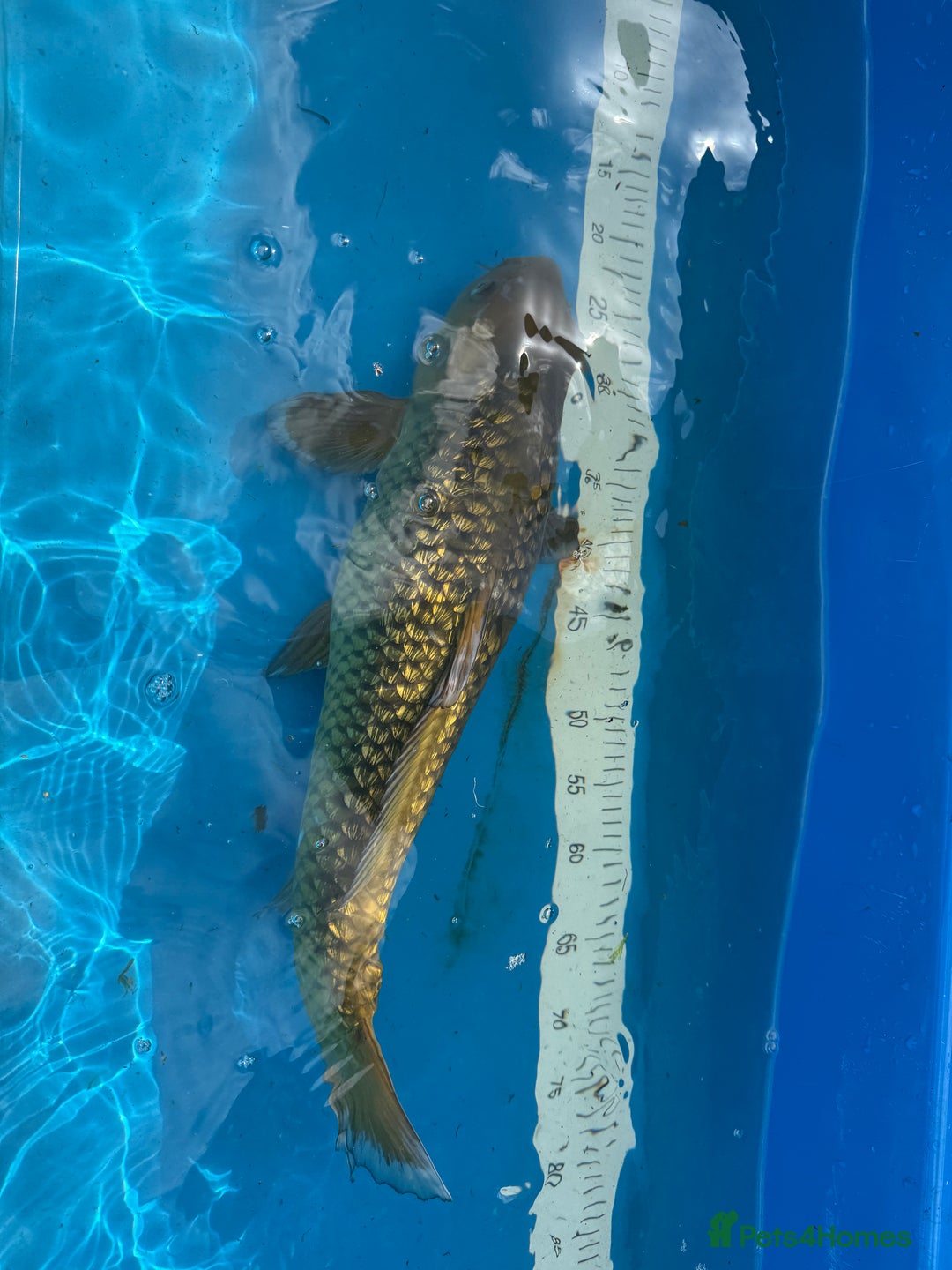 Koi Carp fish for sale: Various koi carp for sale  - Image 20