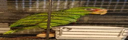 Parrots birds for sale: White Fronted Amazon H/R Silly Tame - Advert 6