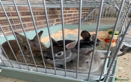 Netherland Dwarf rabbits for sale: Bunnies Netherland Dwarf Rabbits - Image 3