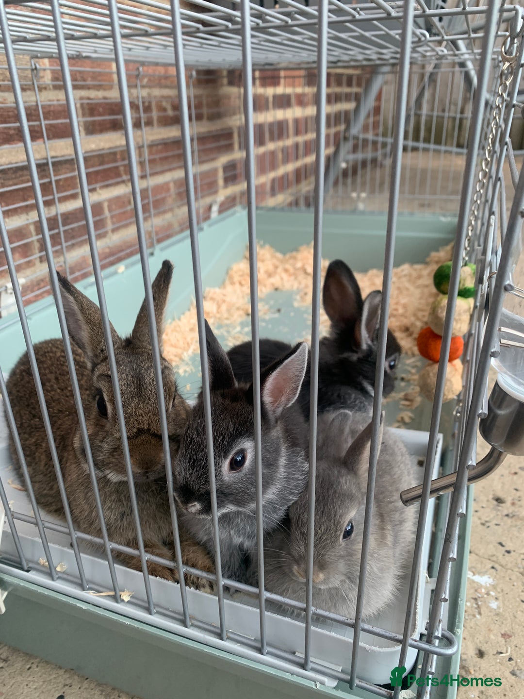 Netherland Dwarf rabbits for sale: Bunnies Netherland Dwarf Rabbits - Image 3