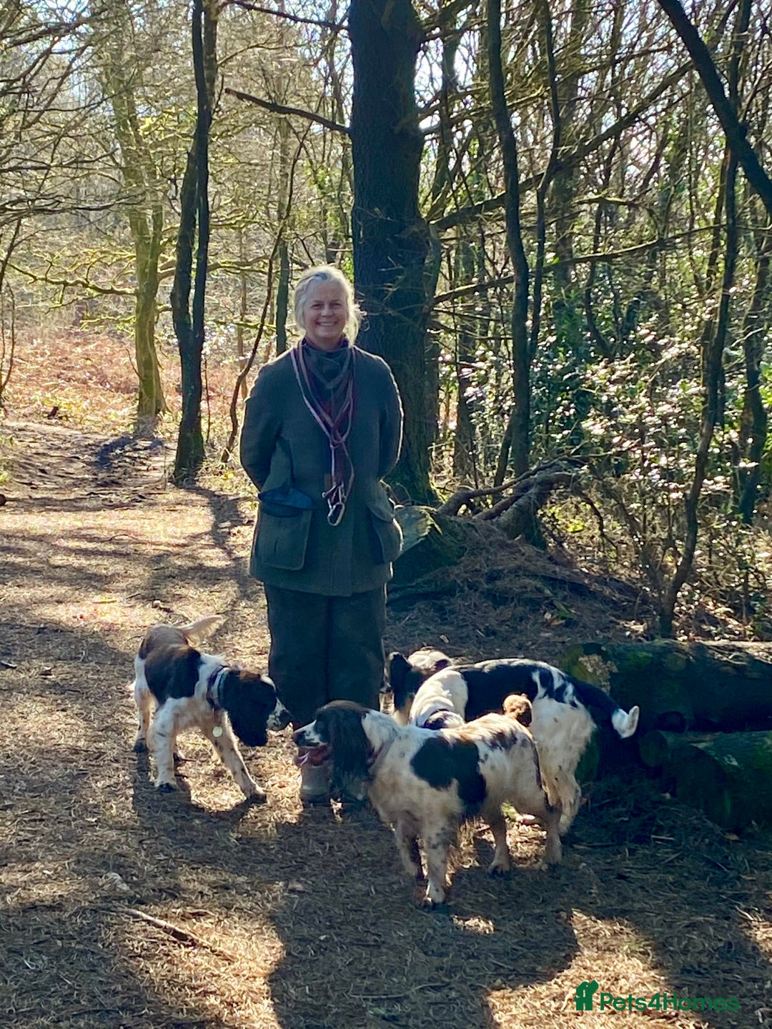 Sprocker dogs for sale: My sweet peas SPECIAL indeed x - Image 23