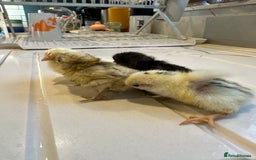 Chickens poultry for sale: Serama x silkie chicks ultra soft, fluffy and tiny - Image 9