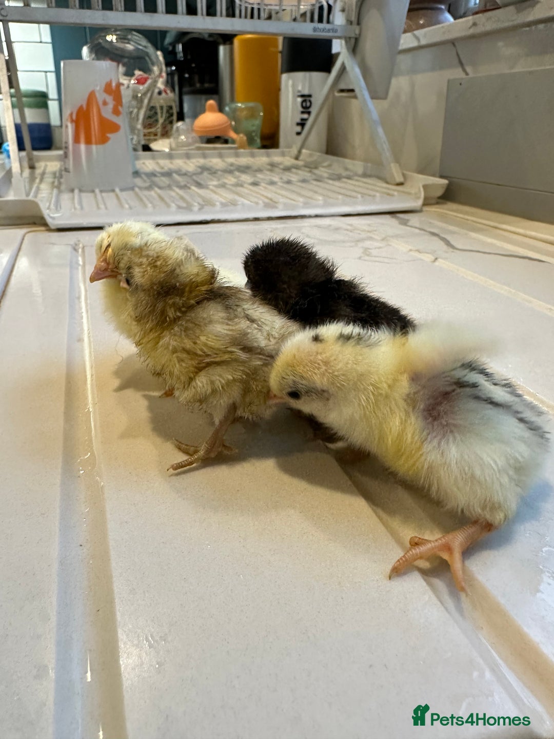 Chickens poultry for sale: Serama x silkie chicks ultra soft, fluffy and tiny - Image 9