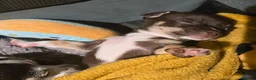 Chihuahua dogs for sale: Chocolate boy ready for new adventures  - Advert 9