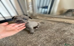 Mixed Breed dogs for sale: Frenchie x Staffy puppies  - Image 3