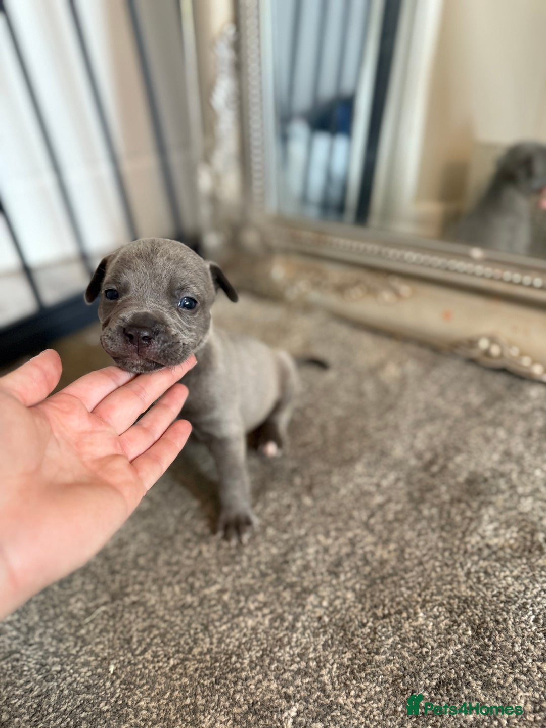 Mixed Breed dogs for sale: Frenchie x Staffy puppies  - Image 3